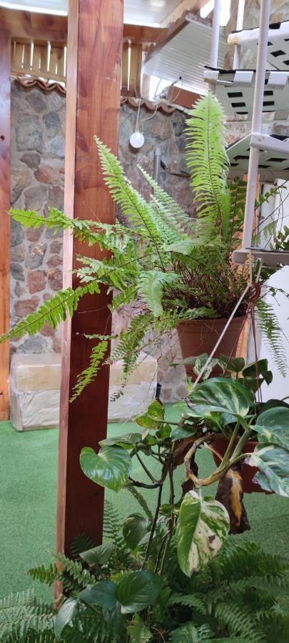 Casa El Drago Habitación en casa particular Las Palmas de Gran Canaria