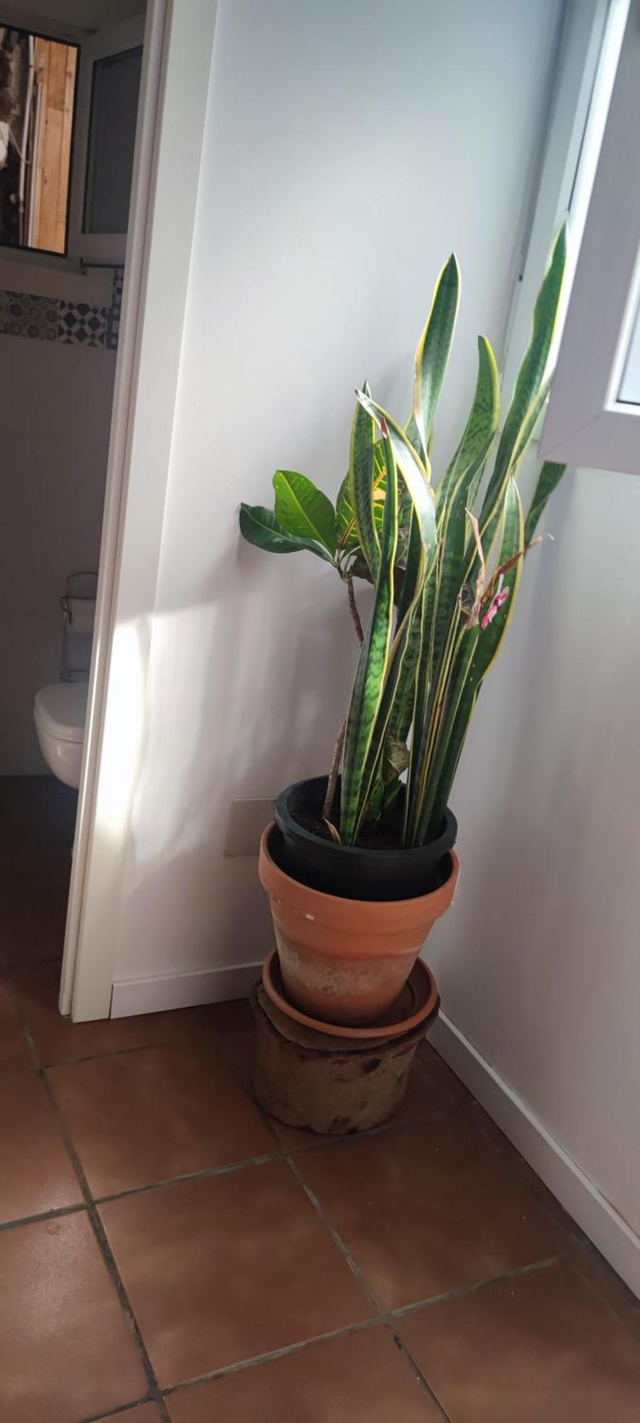 Privat overnatting Casa El Drago-tafira Baja