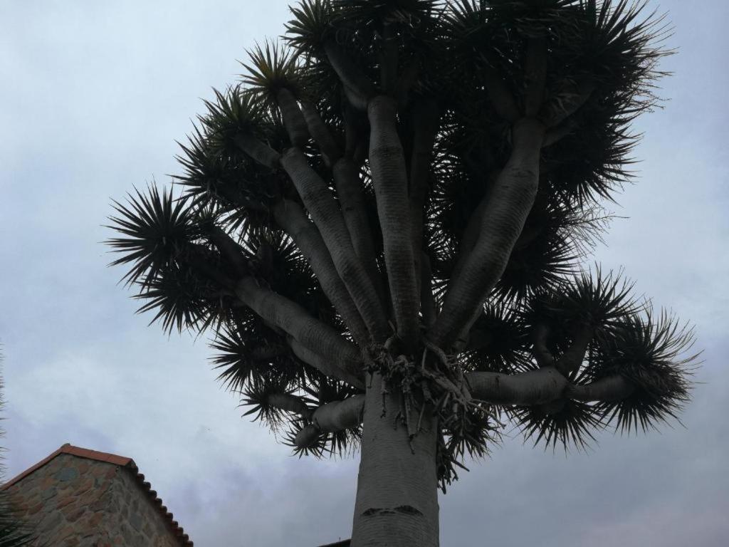 Casa El Drago-tafira Baja Séjour chez l'habitant Las Palmas de Gran Canaria